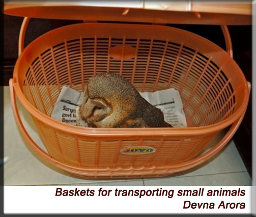 Devna Arora - Barn owl in a basket